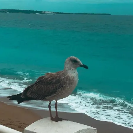 South Of France Near Beach, Palais Des Festivals And Croisette Appartement Cannes