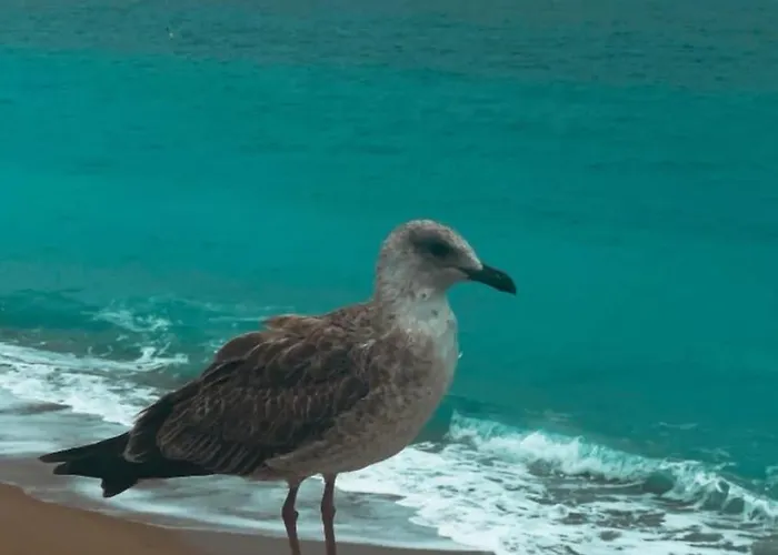 South Of France Near Beach, Palais Des Festivals And Croisette Apartman Cannes